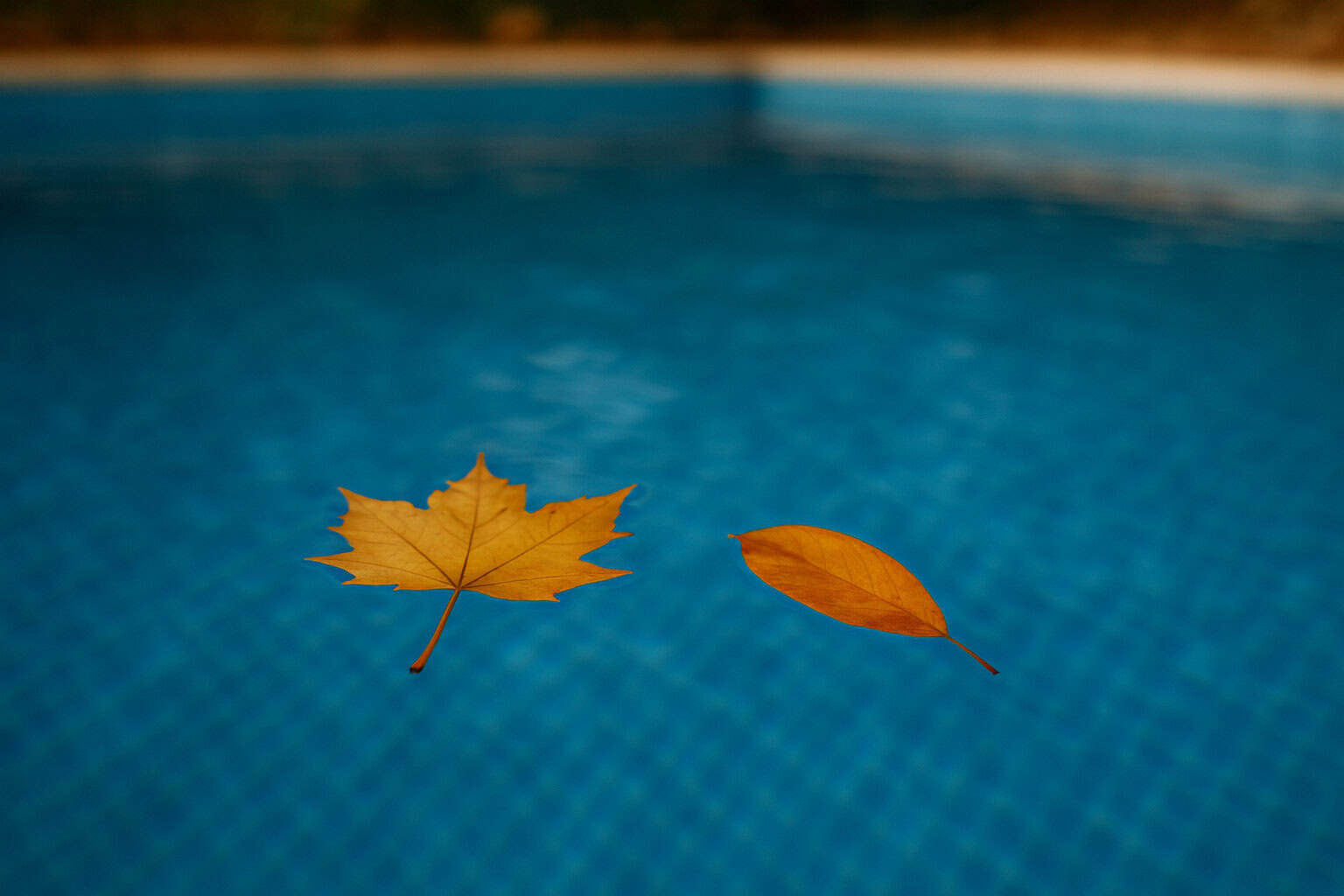 Beitragsbild    Pool richtig überwintern   winterfest